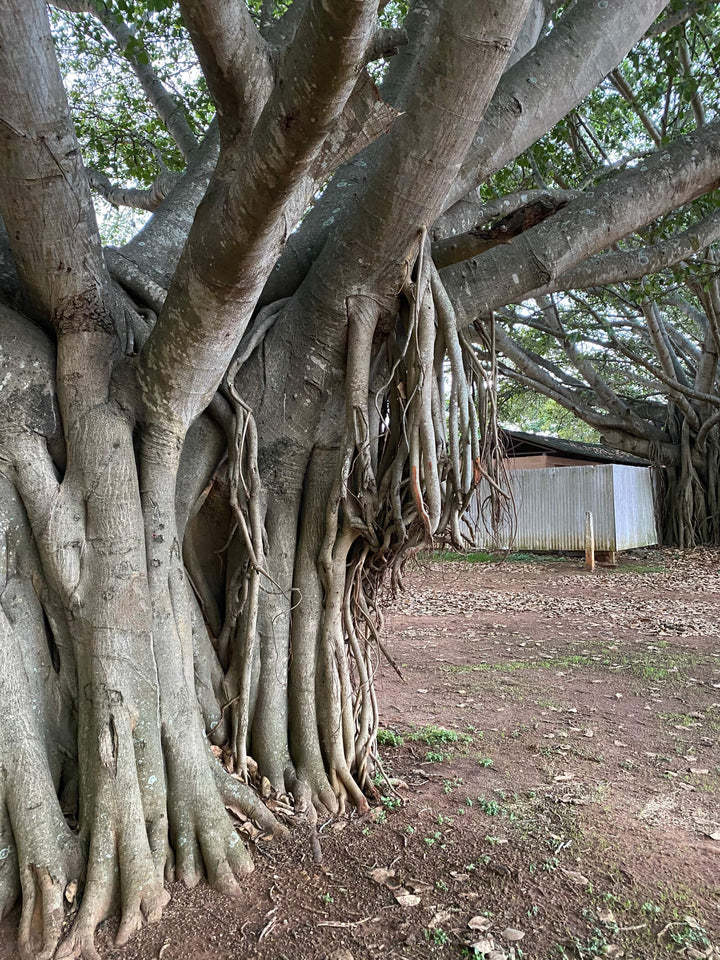 Ficus benghalensis 'Audrey' (Banyan Tree)