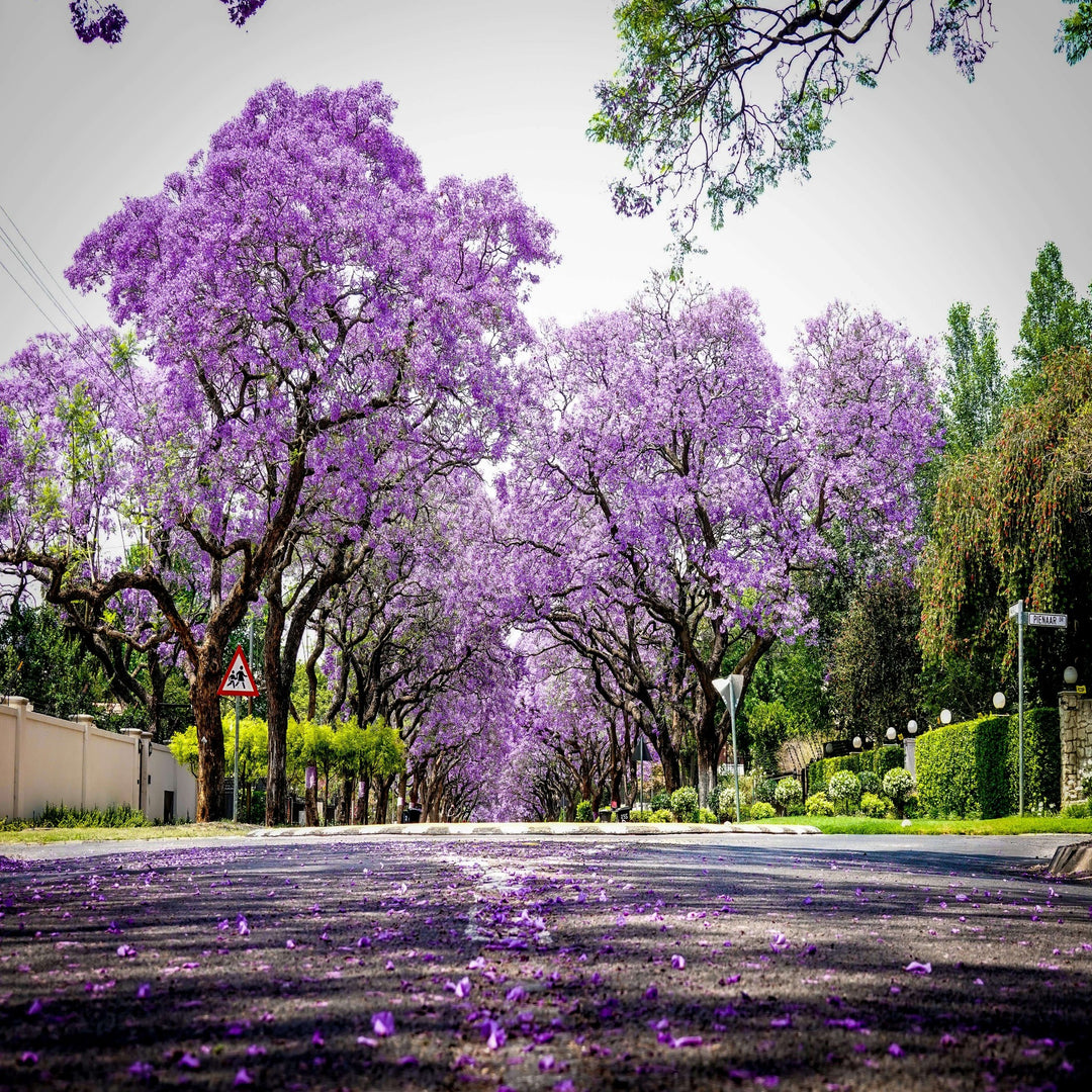 Jacaranda mimosifolia