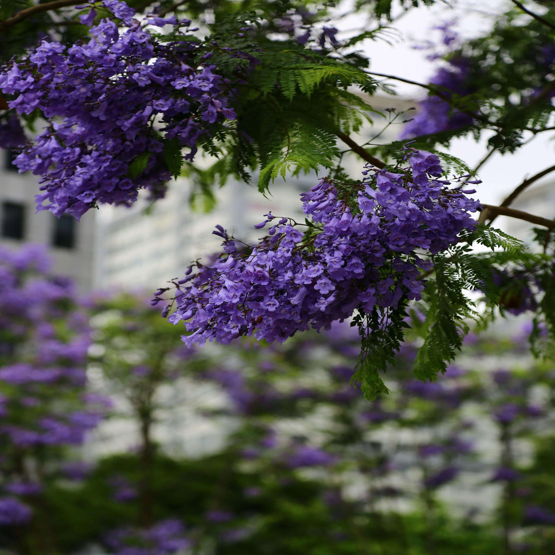 Jacaranda mimosifolia