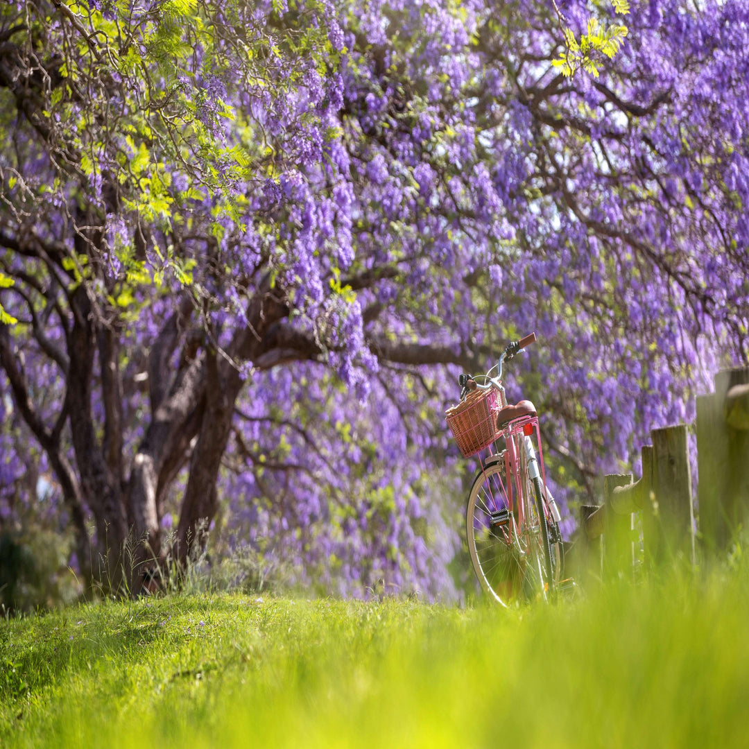 Jacaranda mimosifolia