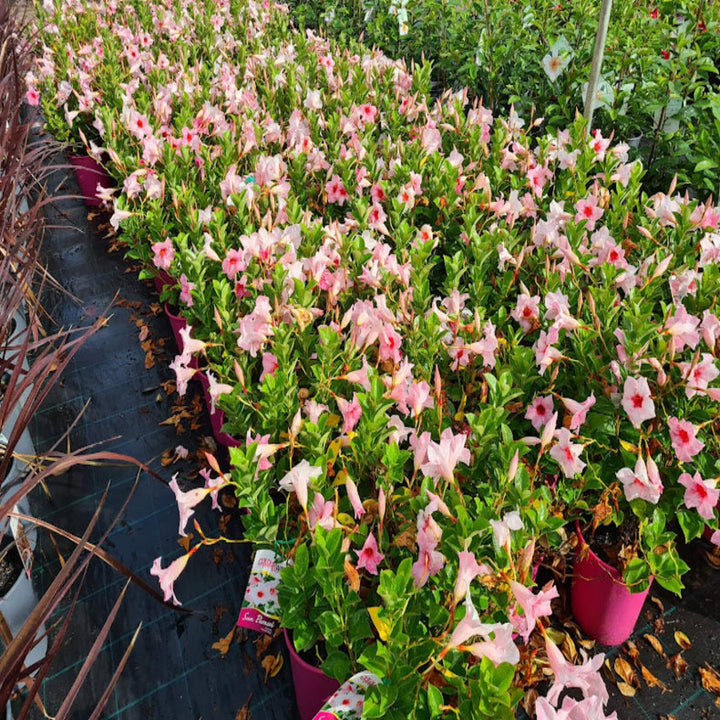 Mandevilla Mixed