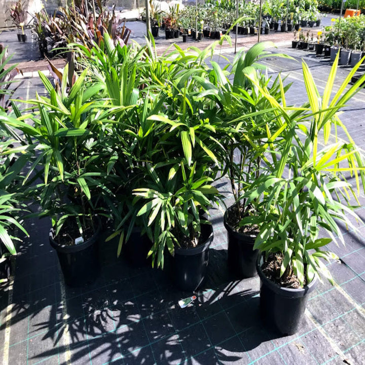 Rhapis excelsa (Lady Palm)