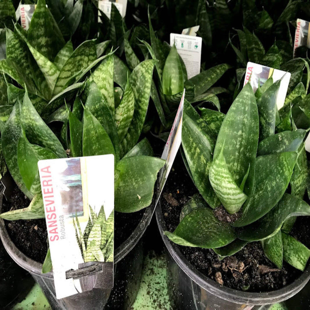 Sansevieria trifasciata 'Robusta' (Snake Plant)