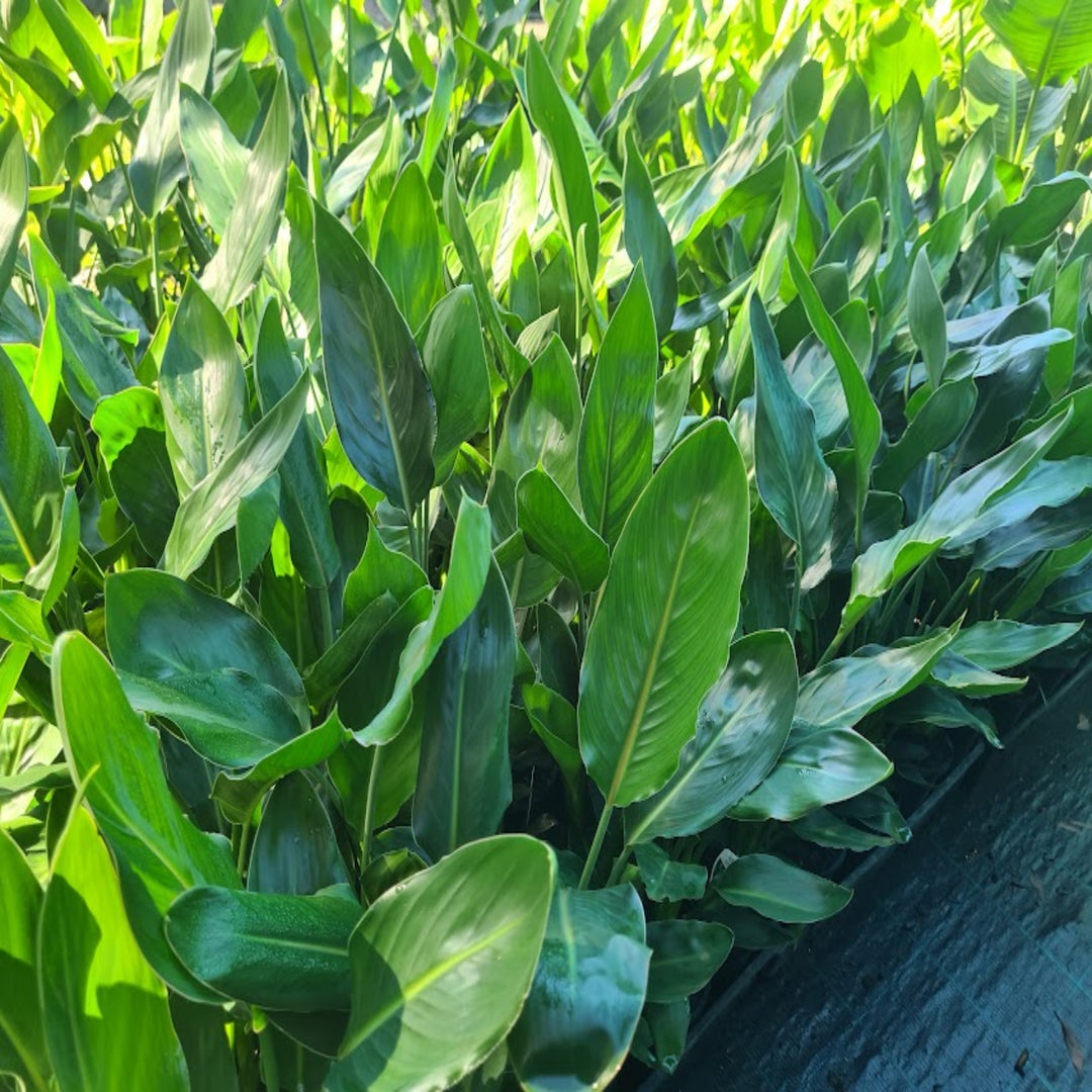 Strelitzia Reginae