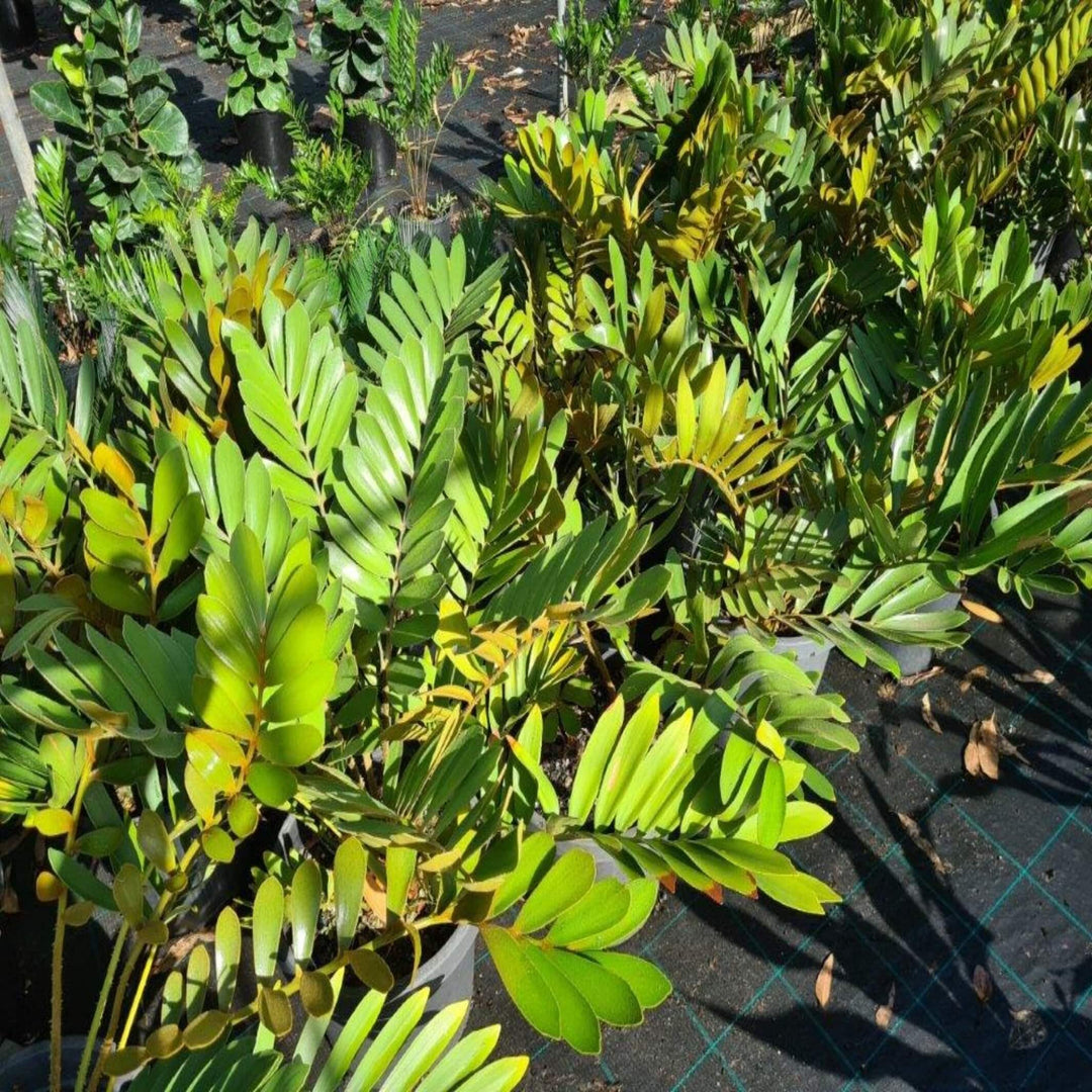 Zamia furfuracea (Cardboard Plant)