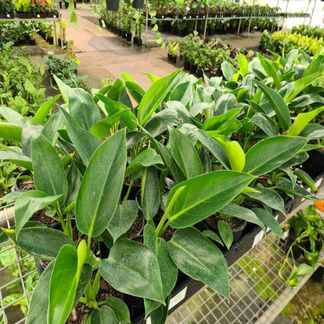 Philodendron 'Congo'