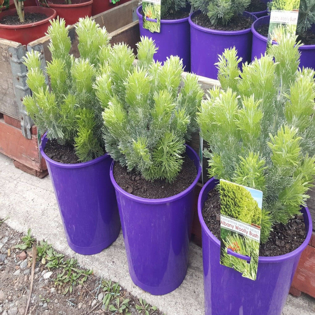 Adenanthos sericea Select 200 mm