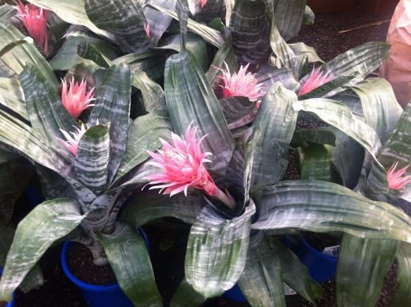 Aechmea mixed 200 mm