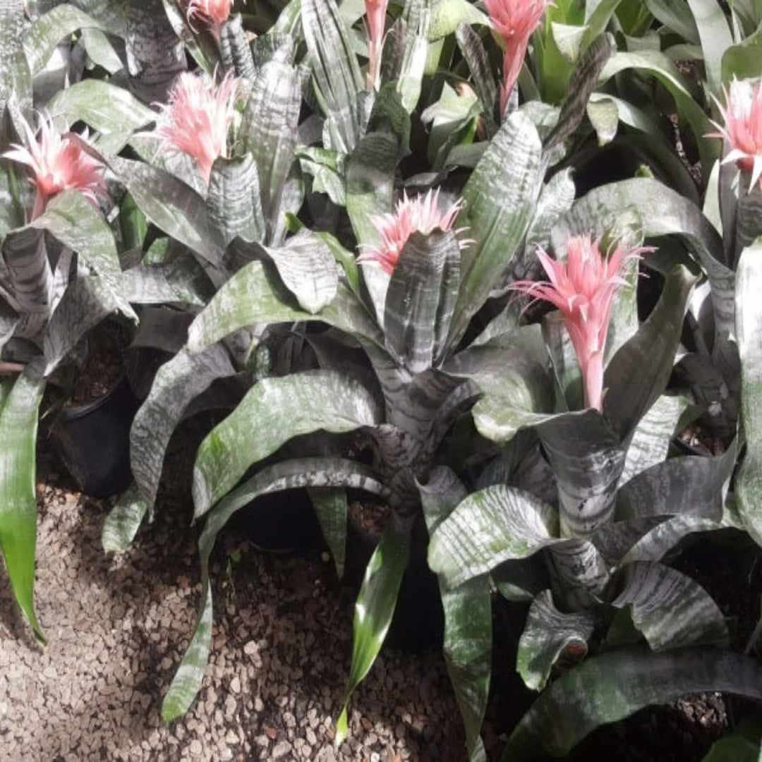 Aechmea mixed 175 mm