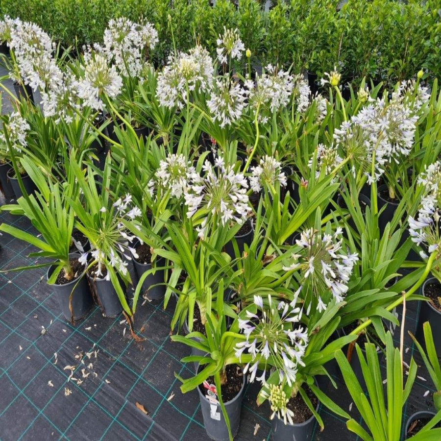 Agapanthus orientalis Queen Mum 200 mm