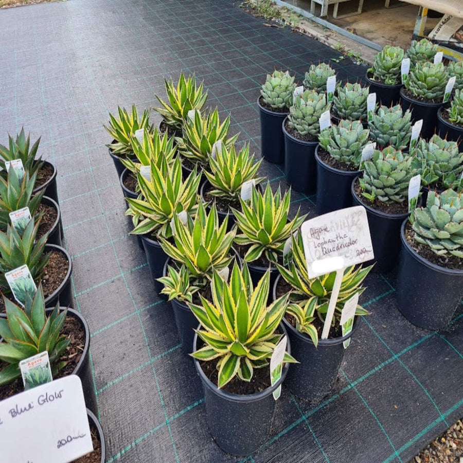 Agave lophantha Quadricolour 200 mm