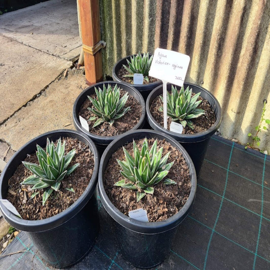 Agave victoriae reginae 300 mm