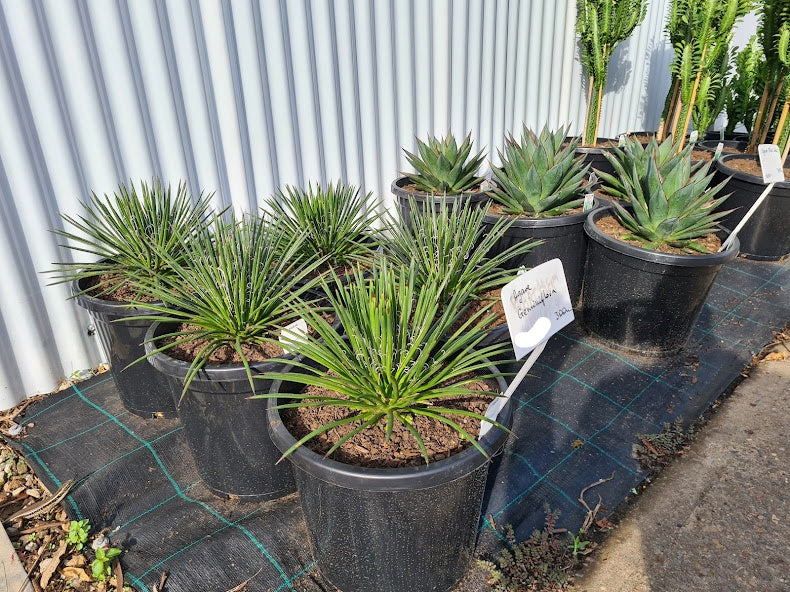 Agave geminiflora 300 mm