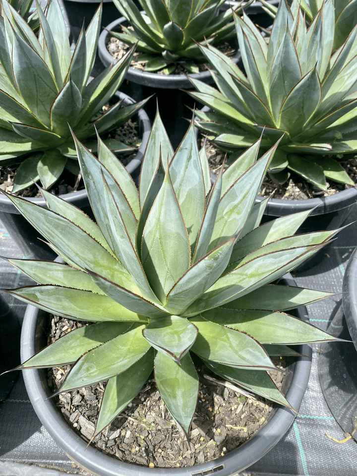 Agave 'Blue Glow'