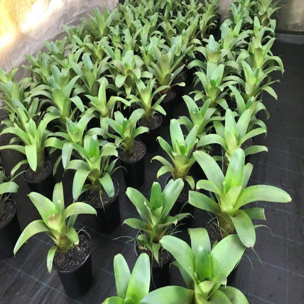 Alcantarea imperialis Silver Plum 300 mm