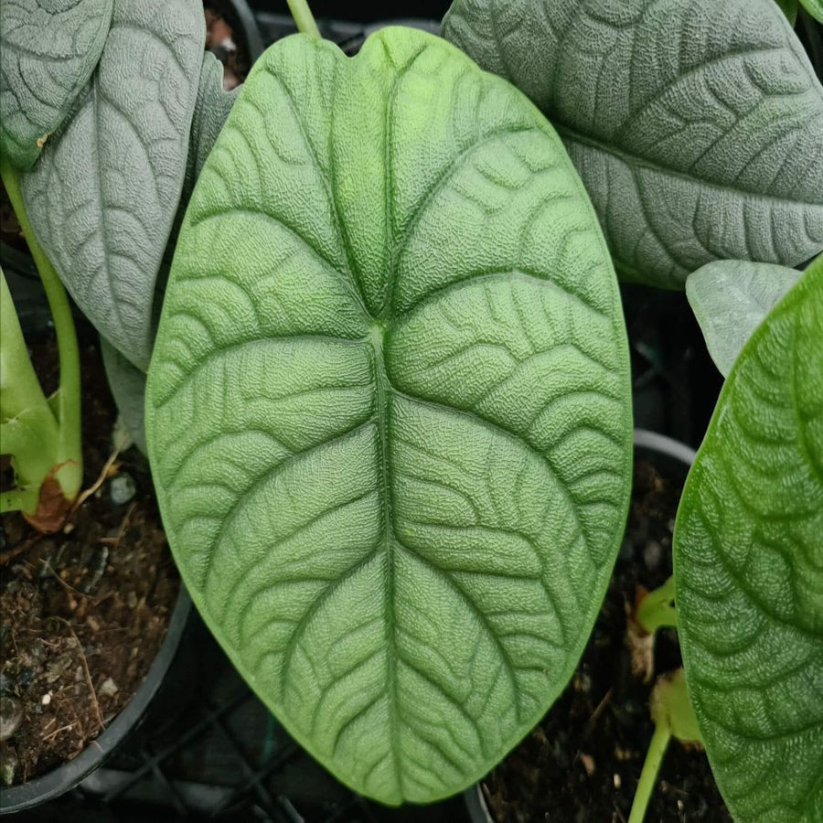 Alocasia Melo 100 mm