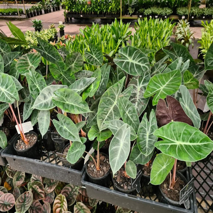 Alocasia Purple Night 100 mm