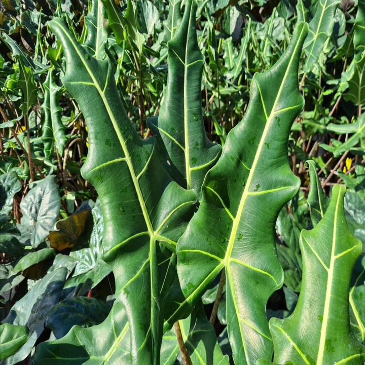 Alocasia Sarian 180 mm