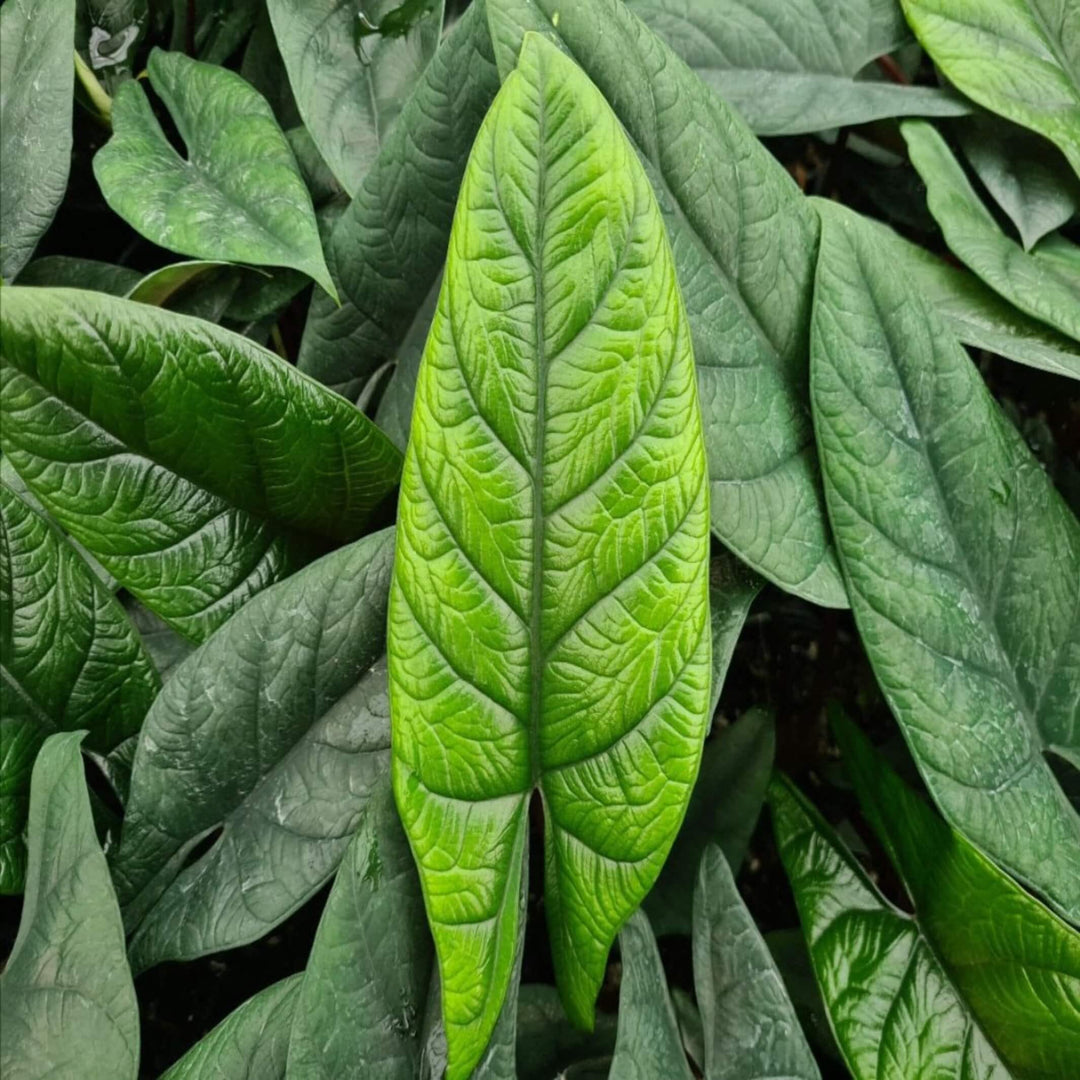 Alocasia Scalprum 130 mm