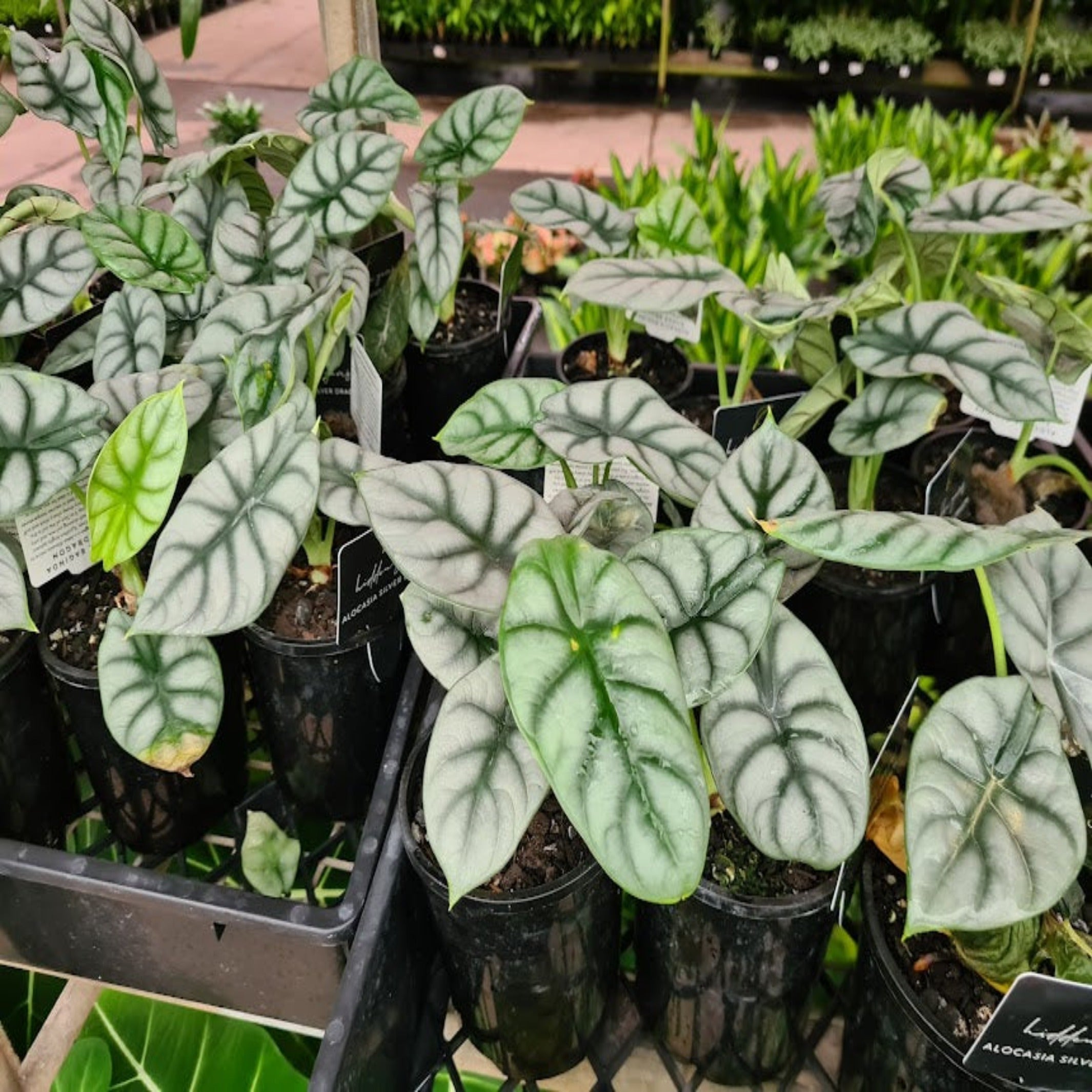 Alocasia 'Silver Dragon' I The Australian Plant Shop