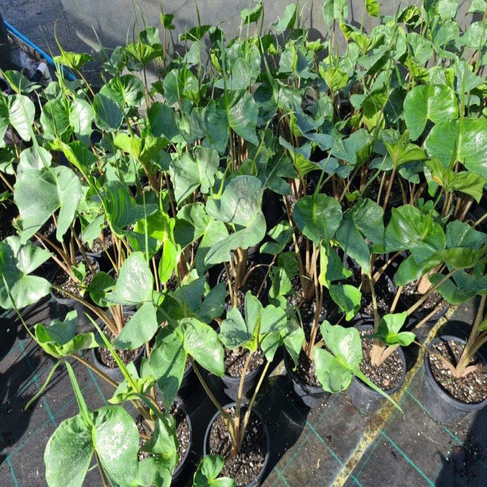 Alocasia Stingray Elephant's Ear 180 mm