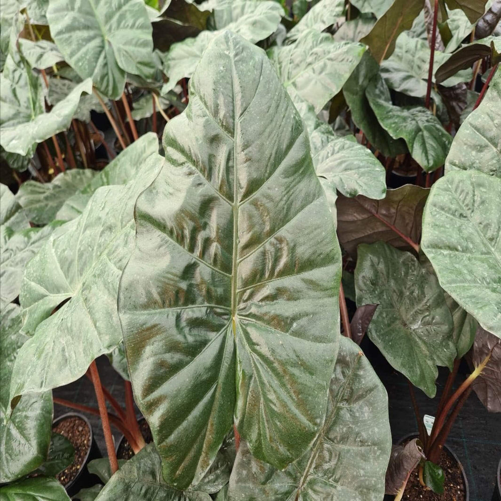 Alocasia Yucatan Princess 200 mm