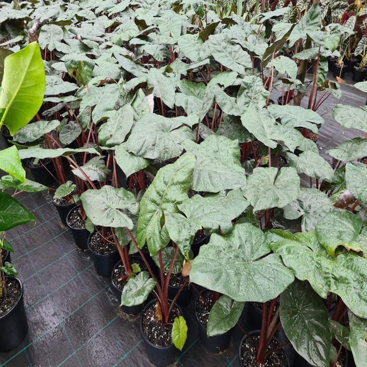 Alocasia Yucatan Princess 200 mm