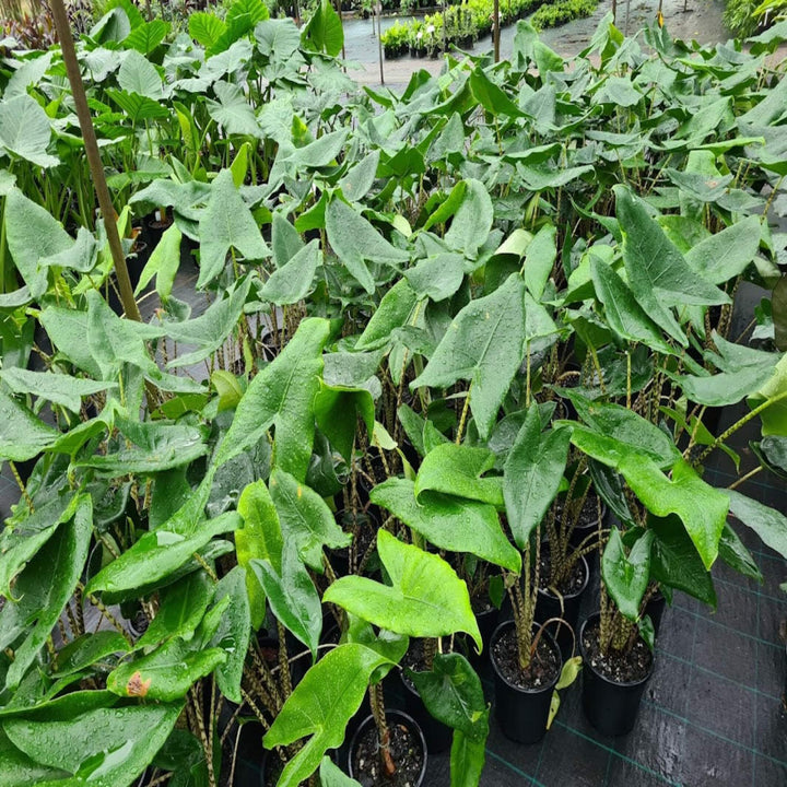 Alocasia Zebrina Elephant's Ear 200 mm