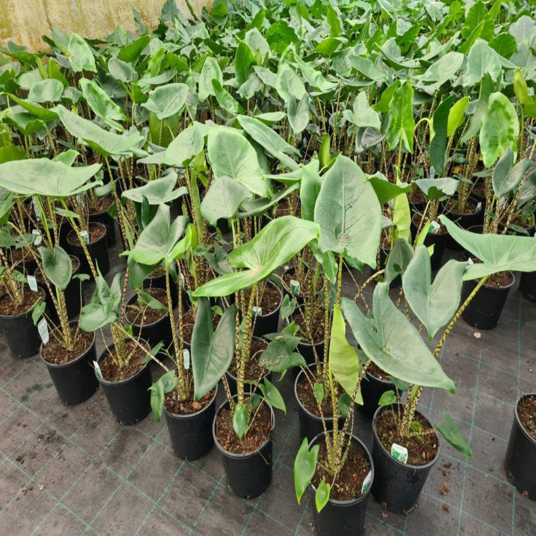 Alocasia Zebrina Elephant's Ear 180 mm