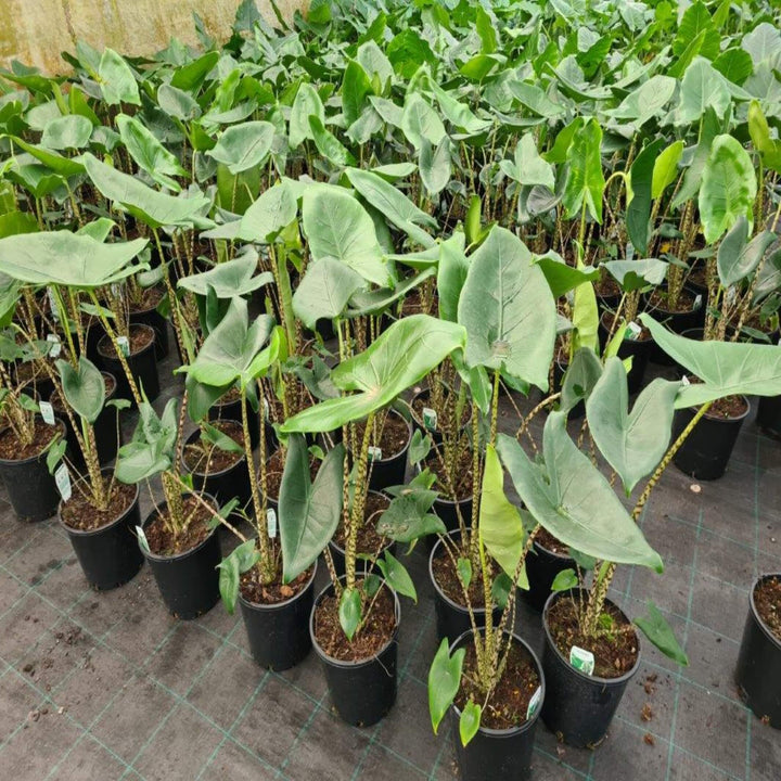 Alocasia Zebrina Elephant's Ear 180 mm