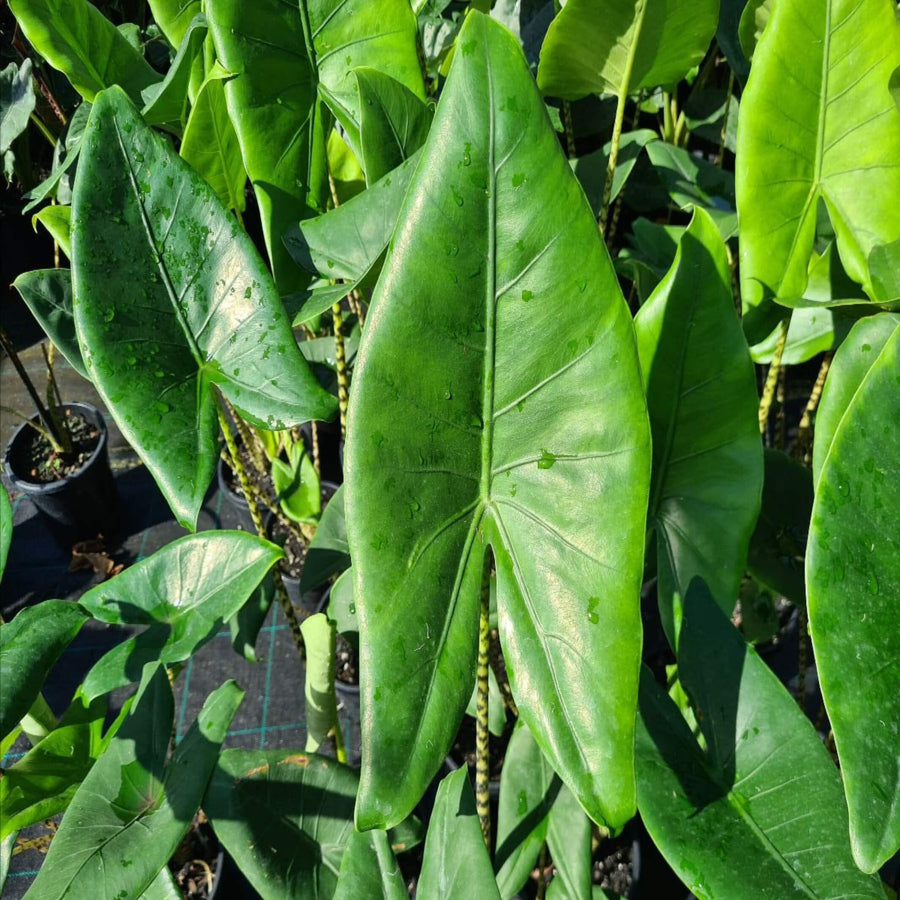 Alocasia Zebrina Elephant's Ear 200 mm