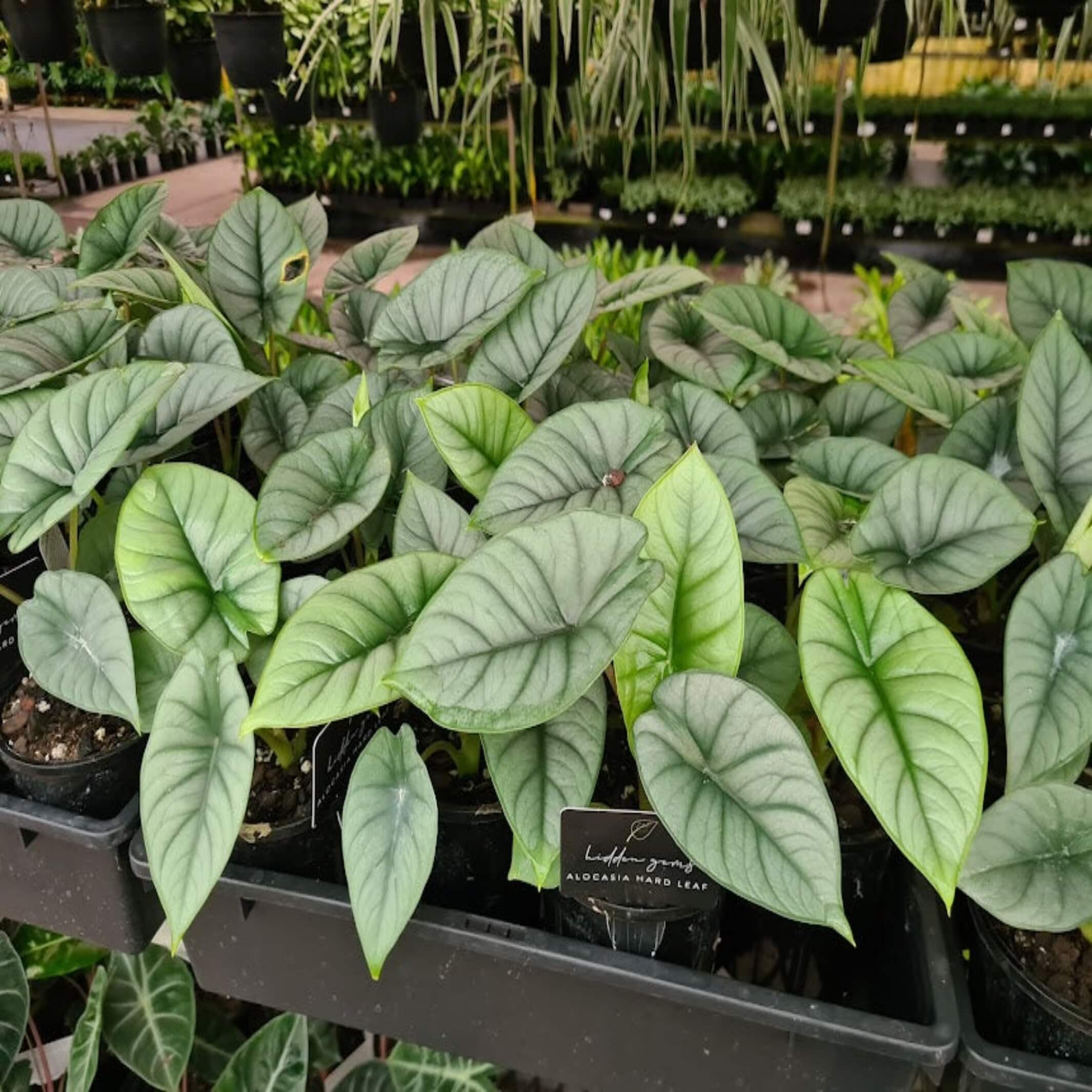 Alocasia bisma 'Hard Leaf' | The Australia Plant Shop – The Australian ...