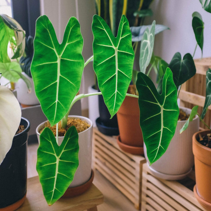 Alocasia frydek Green Velvet 150 mm