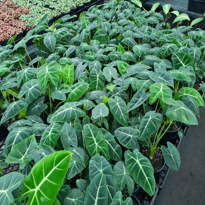 Alocasia frydek Green Velvet 130 mm