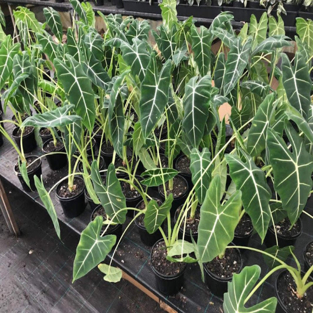 Alocasia frydek Green Velvet 150 mm