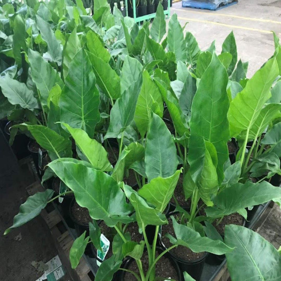 Alocasia macrorrhizos 300 mm