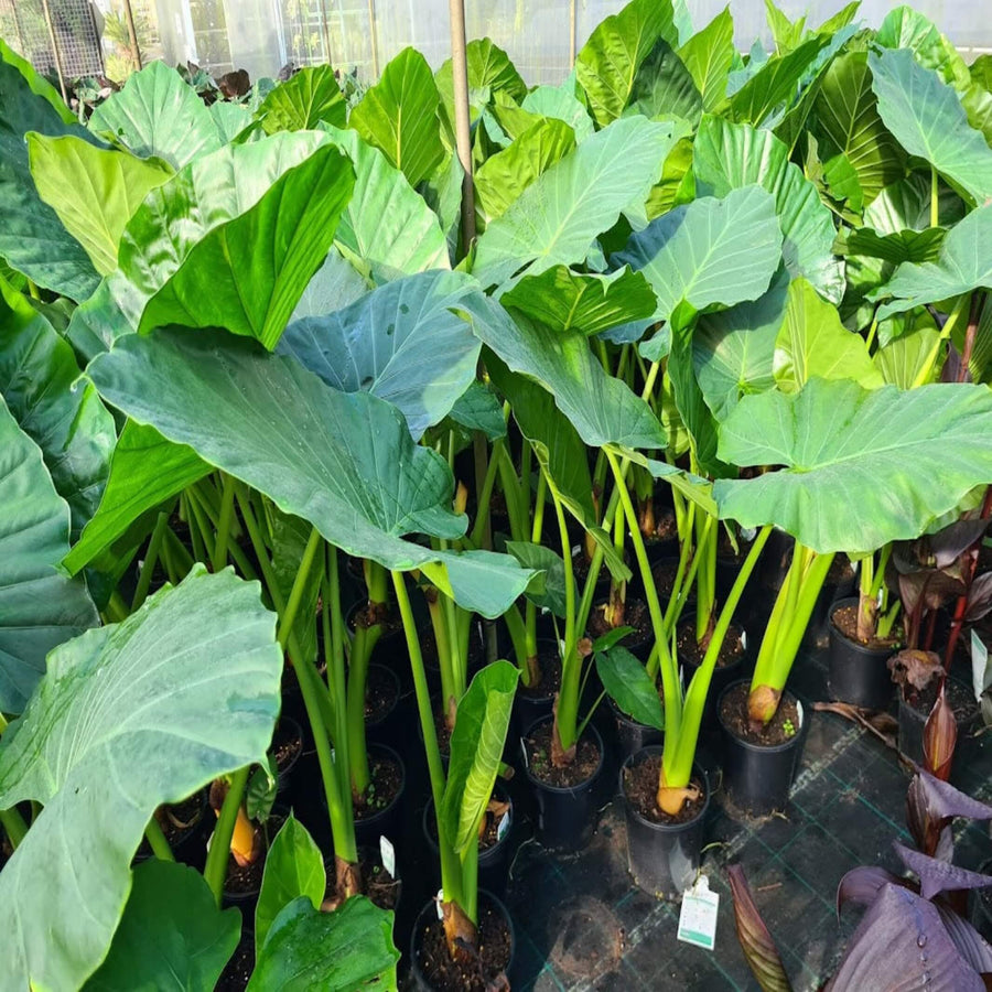 Alocasia macrorrhizos Giant Elephant's Ear 200 mm