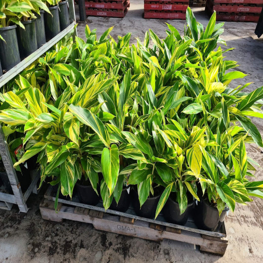 Alpinia zerumbet variegated Shell Ginger 200 mm