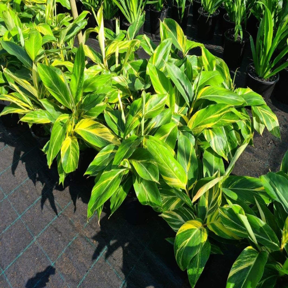 Alpinia zerumbet variegated Shell Ginger 300 mm