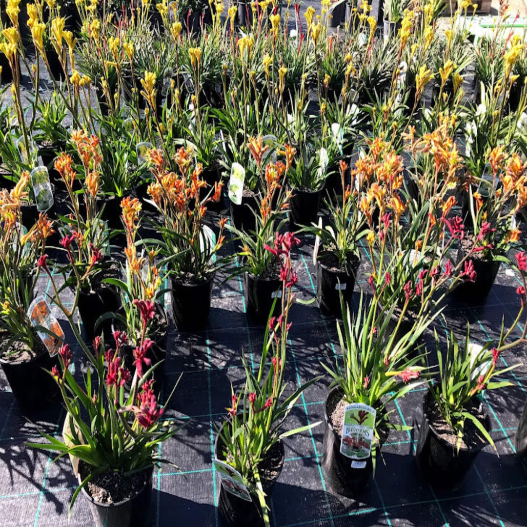 Anigozanthos Mixed Kangaroo Paw 175 mm