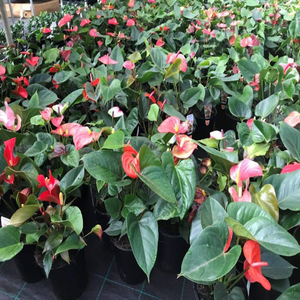 Anthurium andraeanum Mixed Flamingo Flower 175 mm