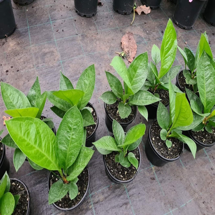 Anthurium jenmanii 155 mm