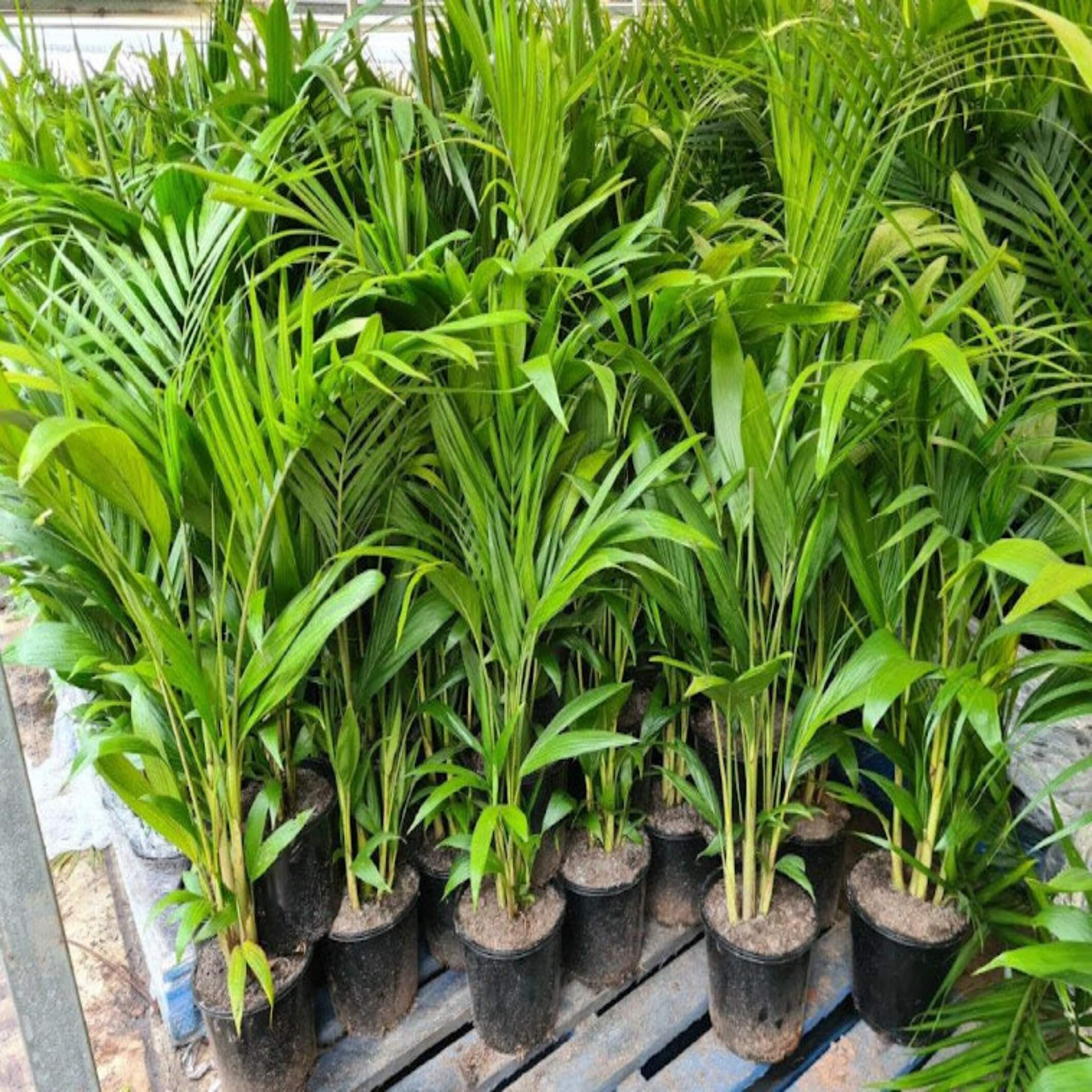 Archontophoenix cunninghamiana (Bangalow Palm) I Easy Care Native Palm ...