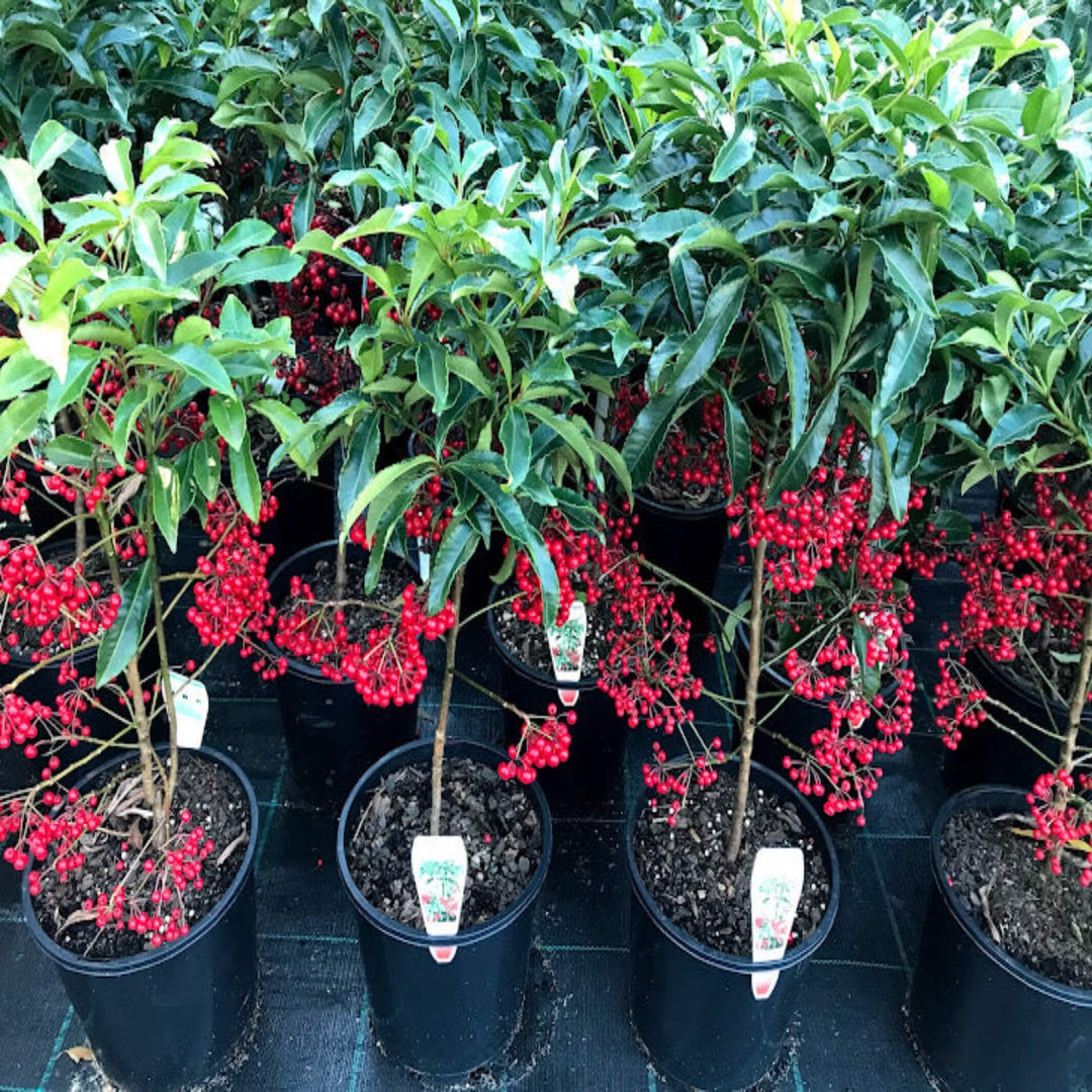 Ardisia crispa Spiceberry 200 mm