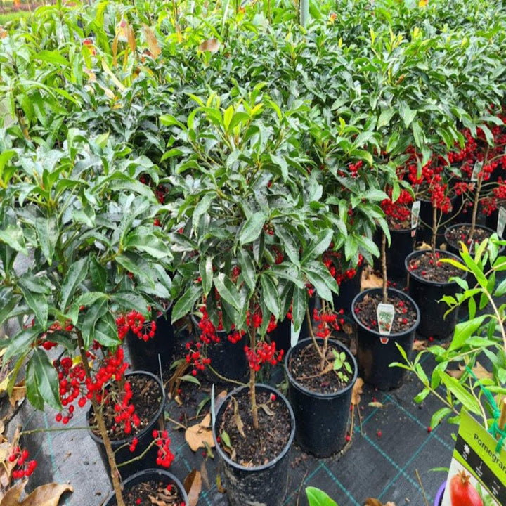 Ardisia crispa Spiceberry 200 mm