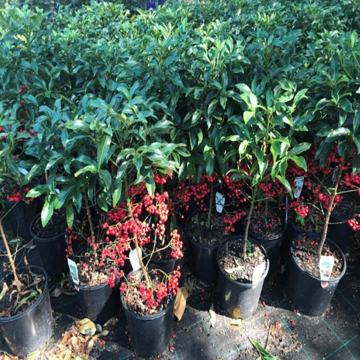 Ardisia crispa Spiceberry 200 mm