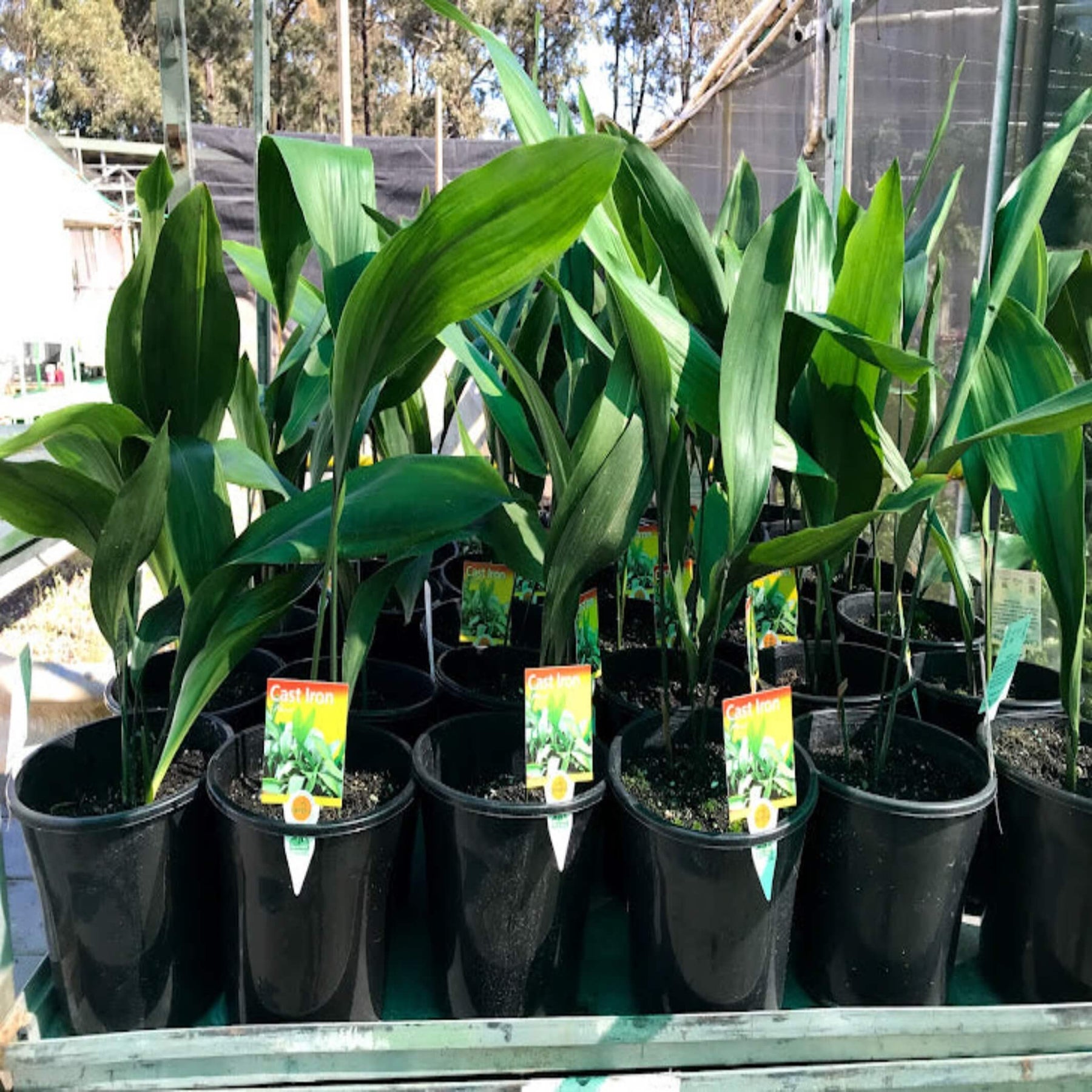 Green stems of the indoor plant Aspidistra elatior. Vertical orientation,  close-up. Stock Photo