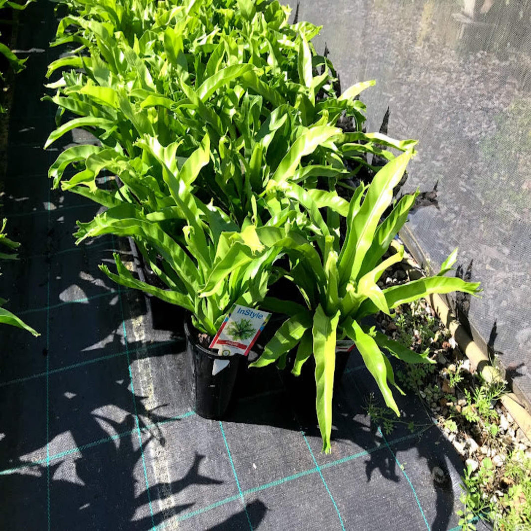 Asplenium Crissie Crested Birds Nest 200 mm