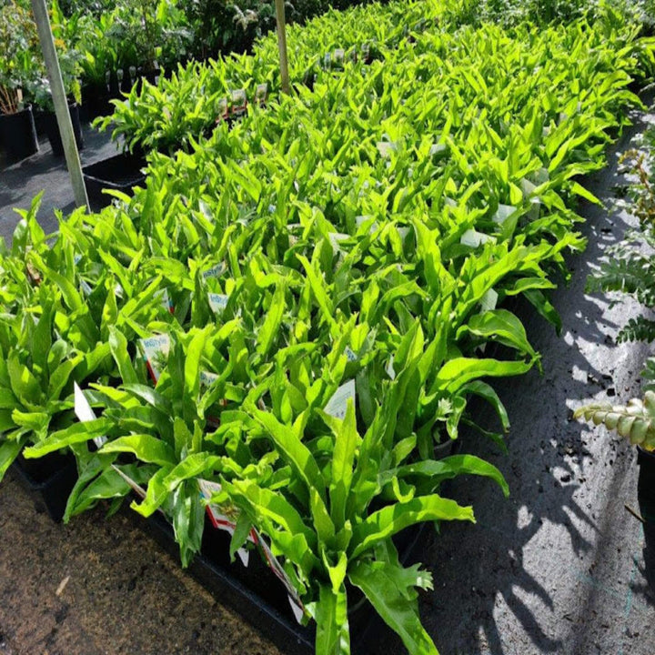 Asplenium Crissie Crested Birds Nest 130 mm