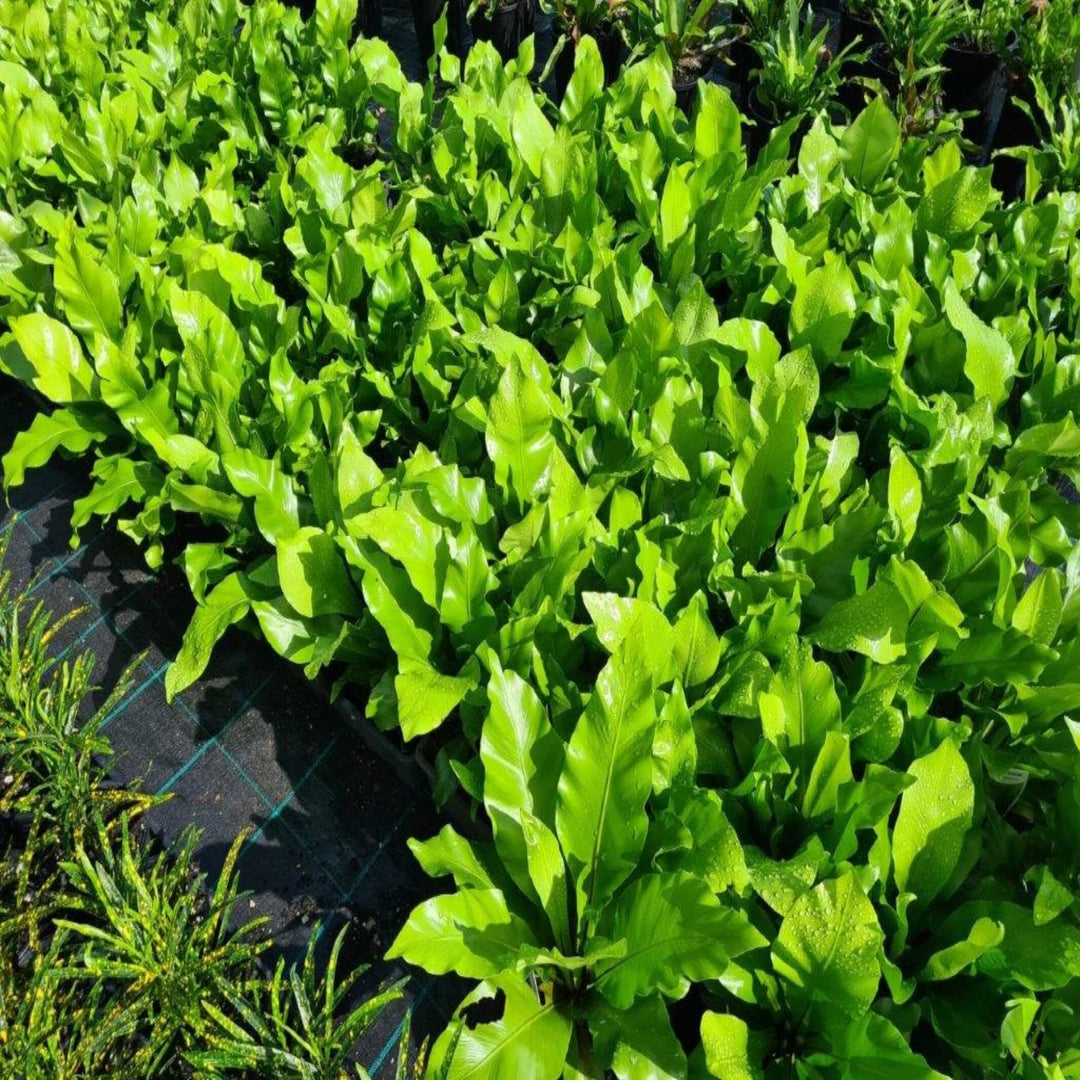 Asplenium australasicum Birds Nest 140 mm